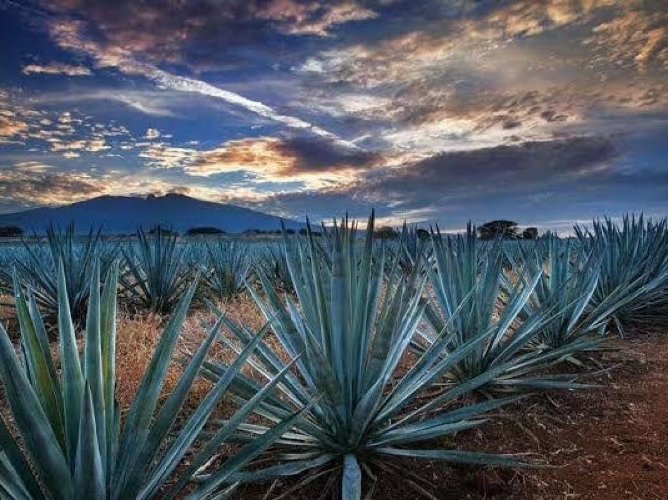 グアナファト州にある自社畑の様子。