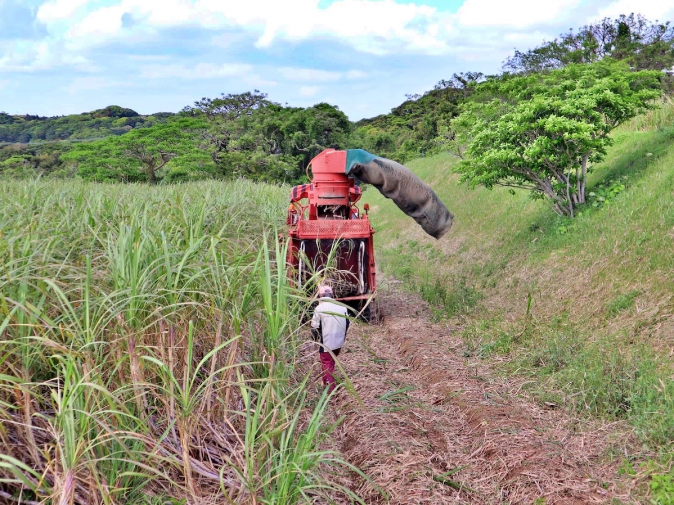 種子島にある自社農園でのサトウキビ収穫の様子。